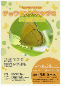 チョウセンアカシジミ成虫観察会
