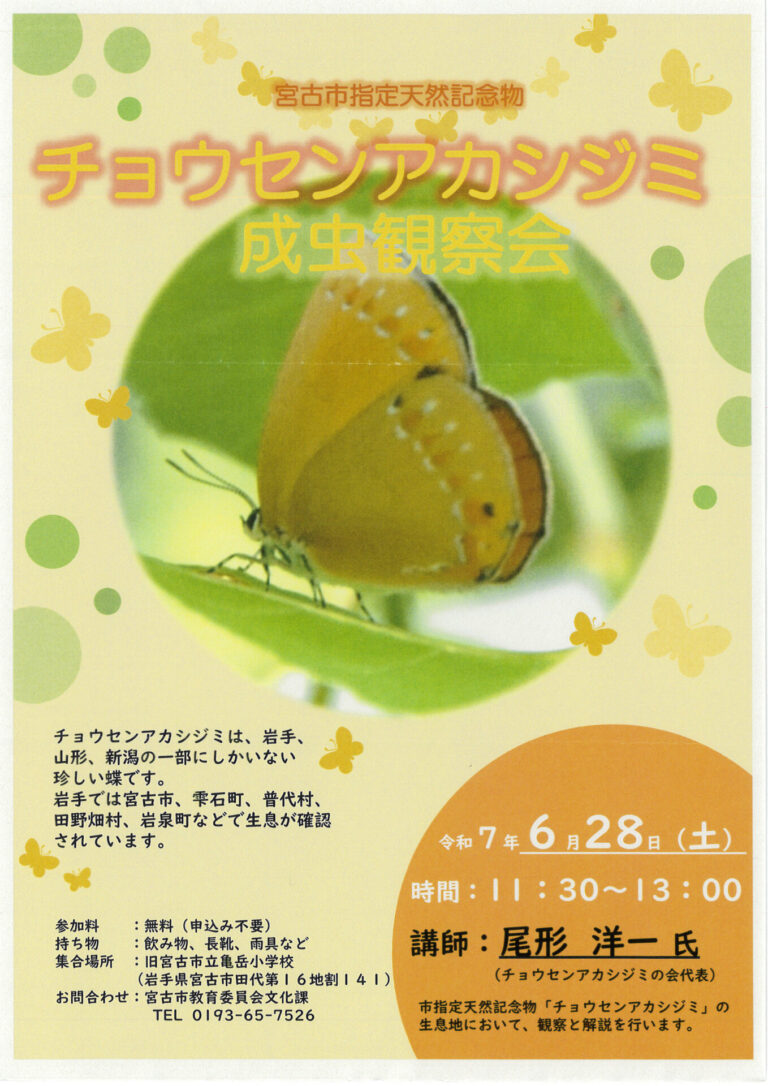 チョウセンアカシジミ成虫観察会